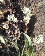 Crassula obovata