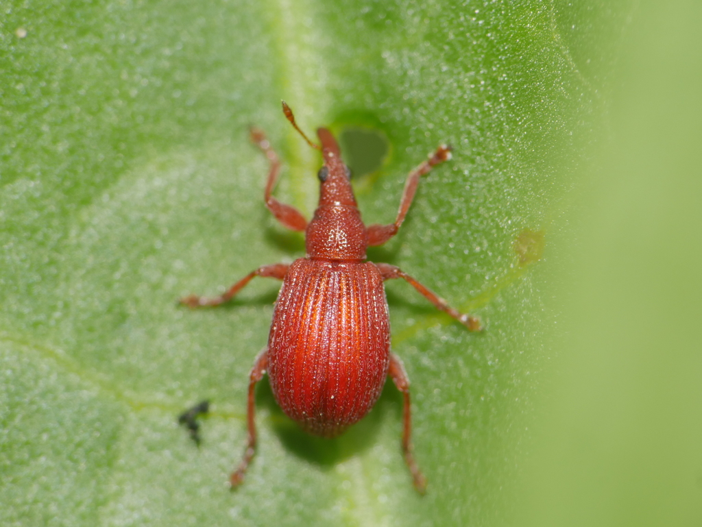 Apion frumentarium