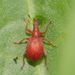 Apioninae - Photo 由 Alexis 所上傳的 (c) Alexis，保留部份權利CC BY