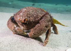 Austrodromidia octodentata