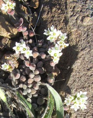 Crassula obovata