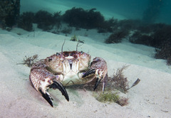 Nectocarcinus integrifrons