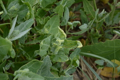 Hayhurstia atriplicis