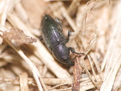 Baris artemisiae