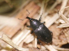 Baris artemisiae