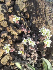 Crassula obovata