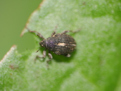 Rhinoncus leucostigma