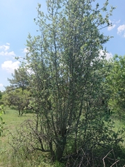 Pyrus elaeagrifolia