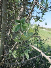 Pyrus elaeagrifolia