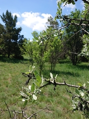 Pyrus elaeagrifolia