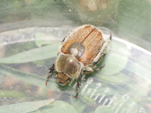 Chaetopteroplia segetum