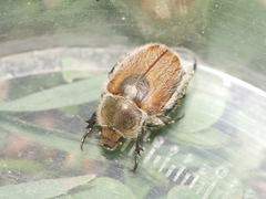 Chaetopteroplia segetum