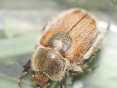 Chaetopteroplia segetum