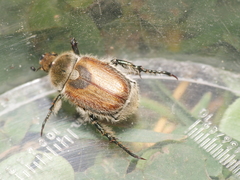 Chaetopteroplia segetum