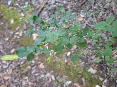 Golden Pea (Cytisophyllum)