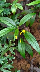 Lysimachia ardisioides