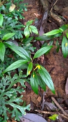 Lysimachia ardisioides