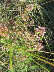 Erica cubica