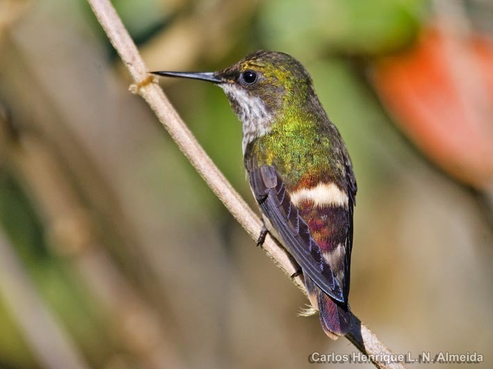 Festive Coquette (Birds of Tambopata) · iNaturalist