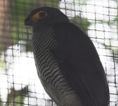 Micrastur ruficollis