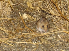 Peromyscus gambelii