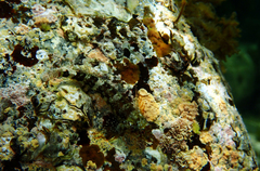 Enneapterygius etheostoma