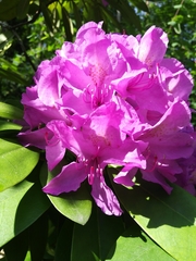 Rhododendron