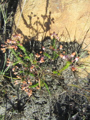 Erica cubica