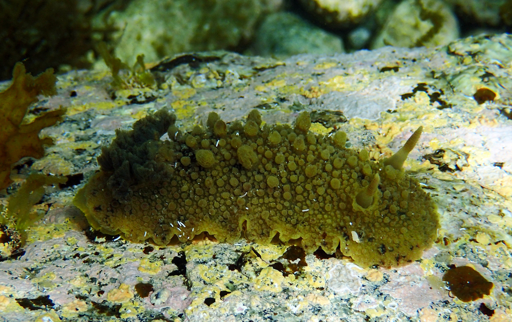 Homoiodoris