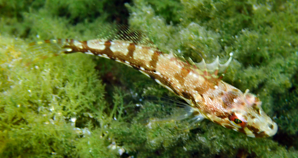 Marbled sculpin (Pseudoblennius marmoratus) — Cottidae
