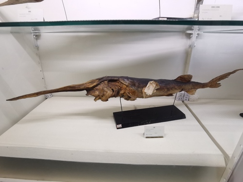Chinese paddlefish (Psephurus gladius) — Polyodontidae — 5