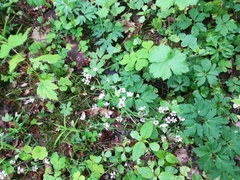 Microbotryum stellariae