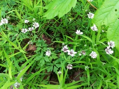 Microbotryum stellariae