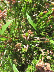 Erica cubica