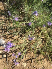 Veronica multifida