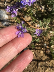 Veronica multifida