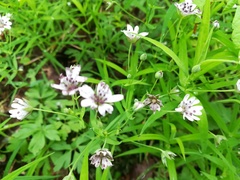 Microbotryum stellariae