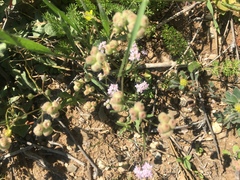 Valerianella vesicaria