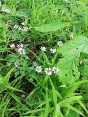 Microbotryum stellariae