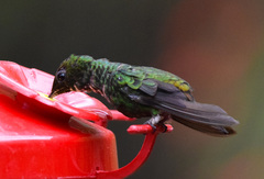 Eupherusa nigriventris