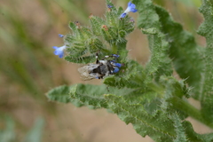 Melecta albifrons