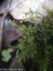 Mnium stellare