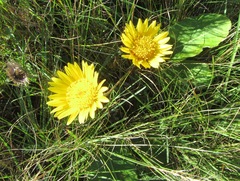 Berkheya speciosa