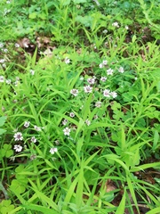 Microbotryum stellariae