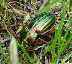 Carabus auratus