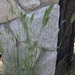 Agropyron cristatum pectinatum - Photo (c) Cheryl Beyer, algunos derechos reservados (CC BY-NC), subido por Cheryl Beyer