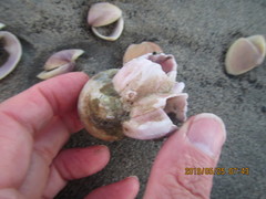 Notomegabalanus decorus