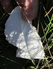Berkheya speciosa