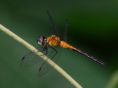 Amphithemis vacillans