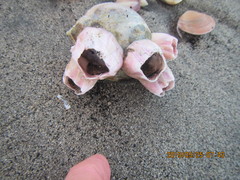 Notomegabalanus decorus